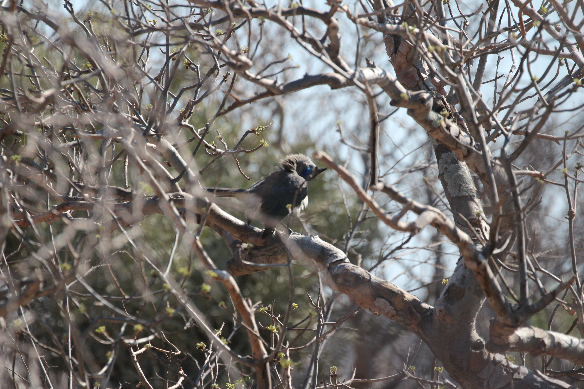 Verreaux's Coua (Coua verreauxi), photo 5