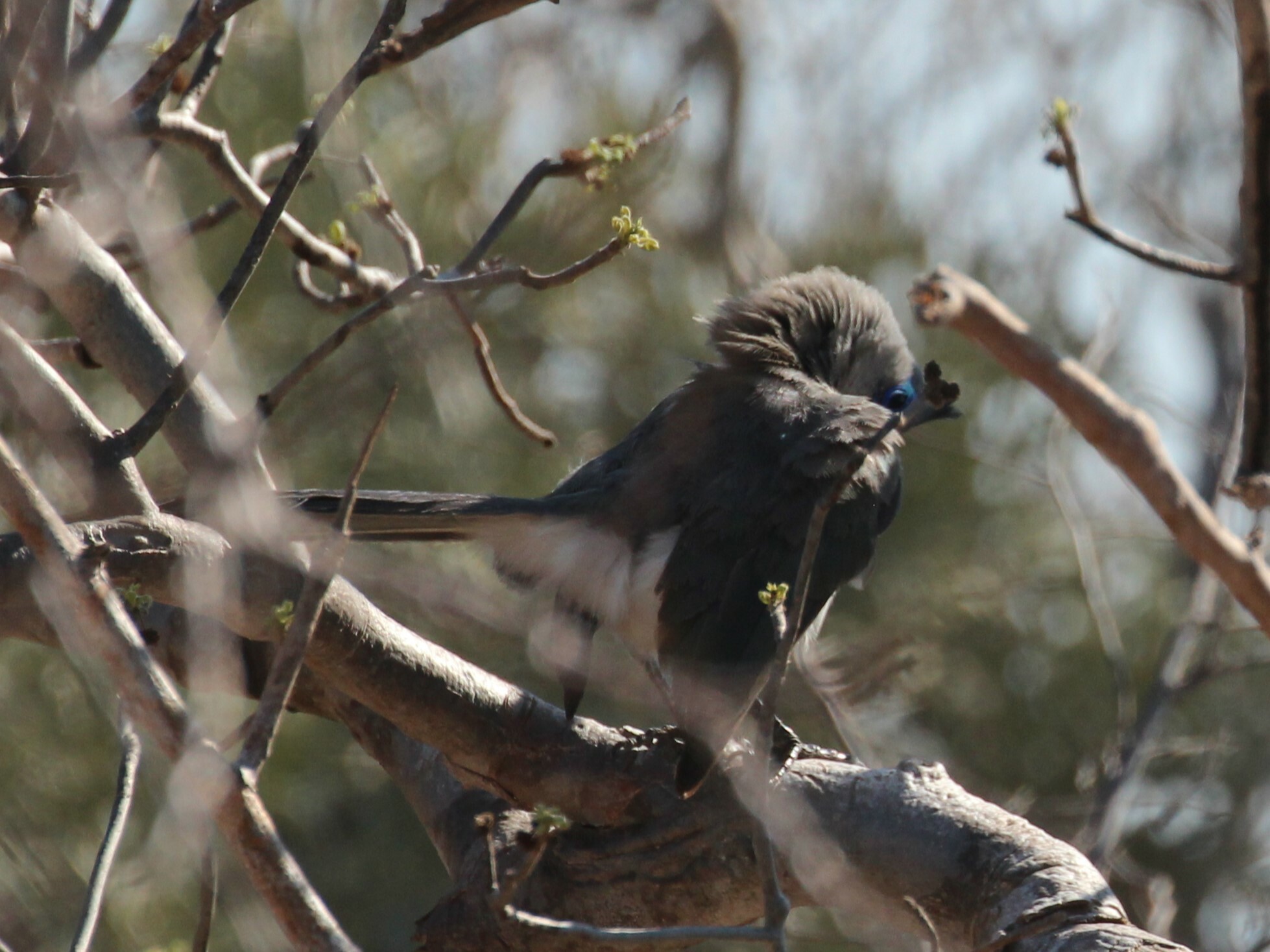 Verreaux's Coua (Coua verreauxi), photo 7