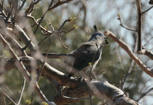 Verreaux's Coua (Coua verreauxi), photo 7