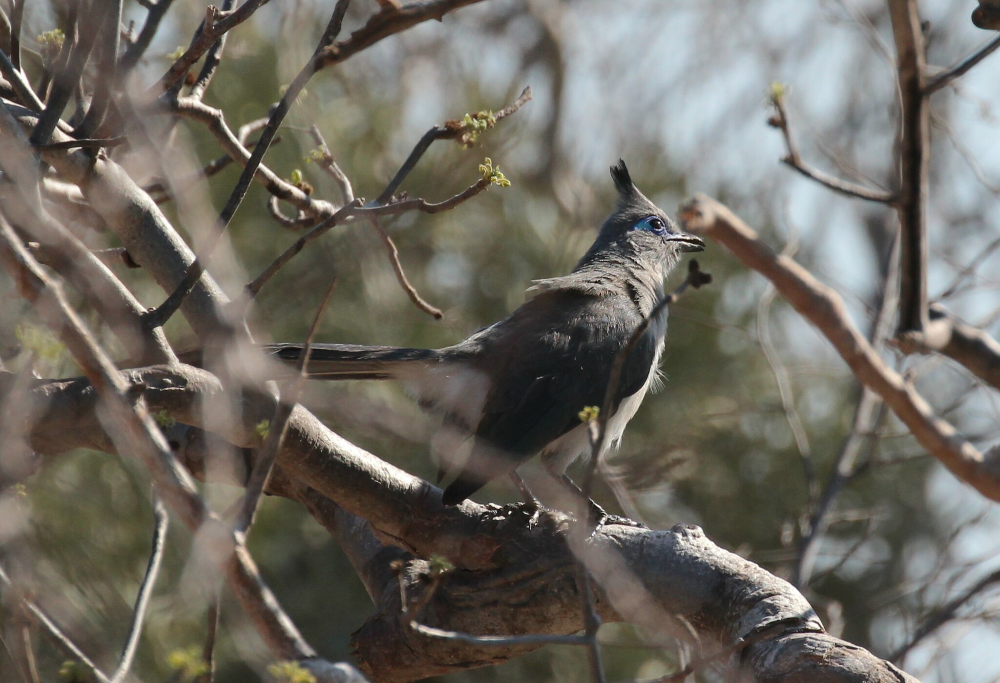 Verreaux's Coua (Coua verreauxi), photo 6