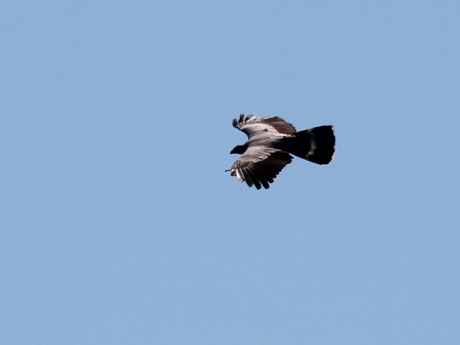 Madagascar Harrier-Hawk (Polyboroides radiatus)