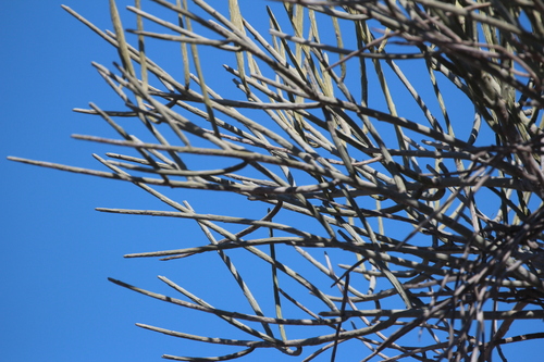 Euphorbia plagiantha, photograph 6