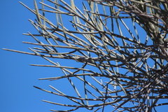 Euphorbia plagiantha, photograph (c) Rob Foster, some rights reserved (CC BY)
