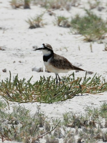Madagascar Plover (Anarhynchus thoracicus), photo 6
