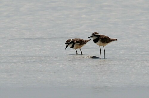 Madagascar Plover (Anarhynchus thoracicus), photo 5