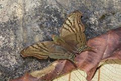 Hypanartia dione