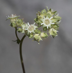 Horkelia tridentata