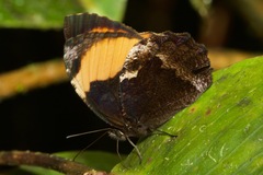 Pedaliodes praxithea