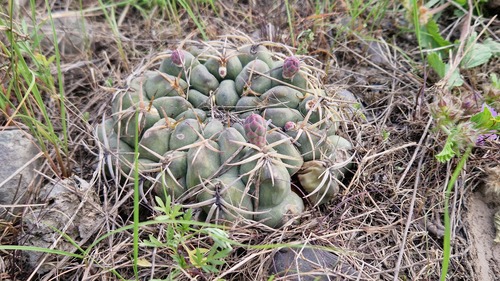 Gymnocalycium marsoneri