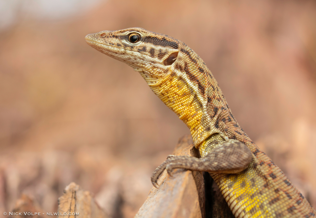 Black-Spotted Ridge-Tailed Monitor
