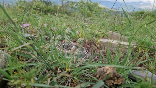 Gymnocalycium marsoneri