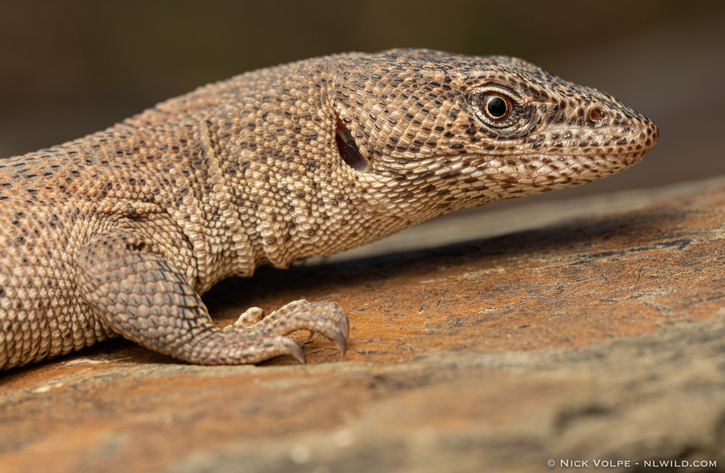 Northern Blunt-Spined Monitor