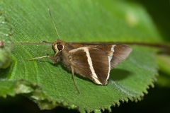 Alera vulpina