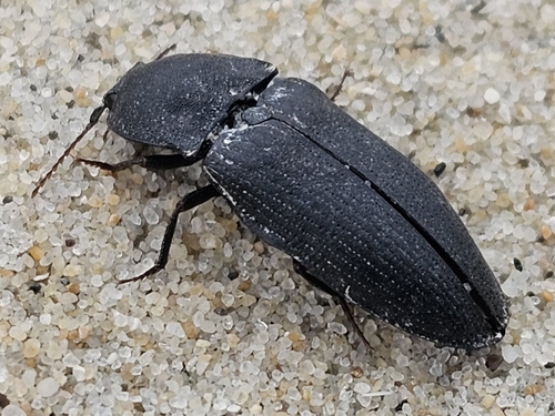 Mottled dingy-brown click beetle, 4328 Burgh-Haamstede, Nederland, photo 7 of 10