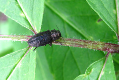 Phaenops