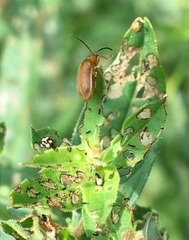 Galerucella pusilla