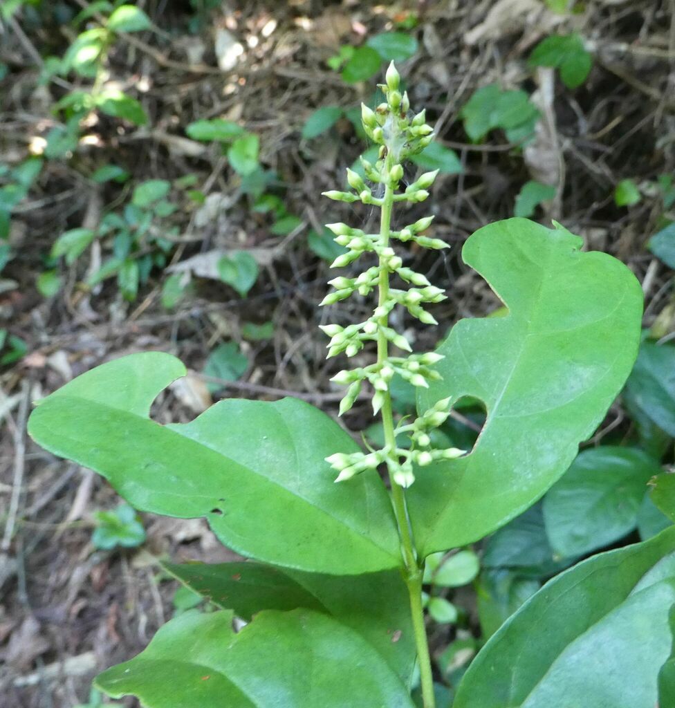Bertiera bracteolata