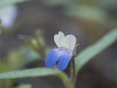 Collinsia torreyi wrightii
