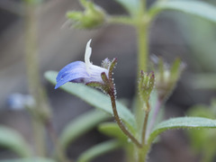 Collinsia torreyi wrightii