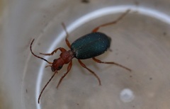 Brachinus crepitans