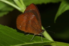 Lymanopoda obsoleta