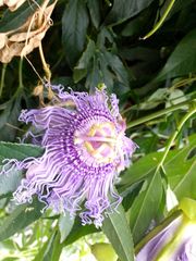 Passiflora incarnata × cincinnata