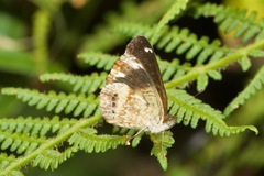 Telenassa delphia nana