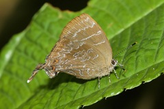 Johnsonita chlamydem