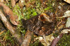 Panyapedaliodes phila