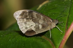 Pronophila