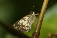Dalla caicus