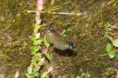Telenassa delphia nana