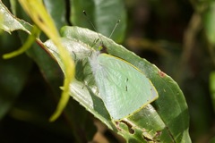 Leptophobia