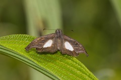 Theagenes albiplaga
