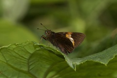 Lychnuchus victa