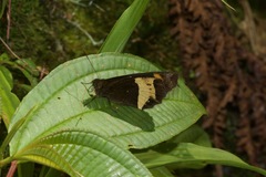 Pedaliodes peruda