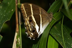 Parataygetis albinotata