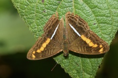 Adelpha olynthia