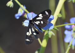 Gnophaela latipennis