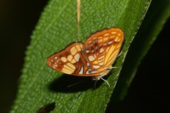 Adelpha saundersii