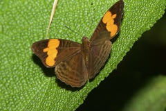 Adelpha saundersii