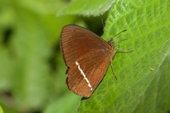 Lymanopoda albocincta