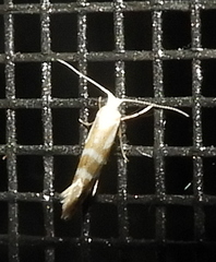 Argyresthia canadensis