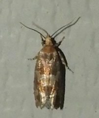 Eucopina tocullionana