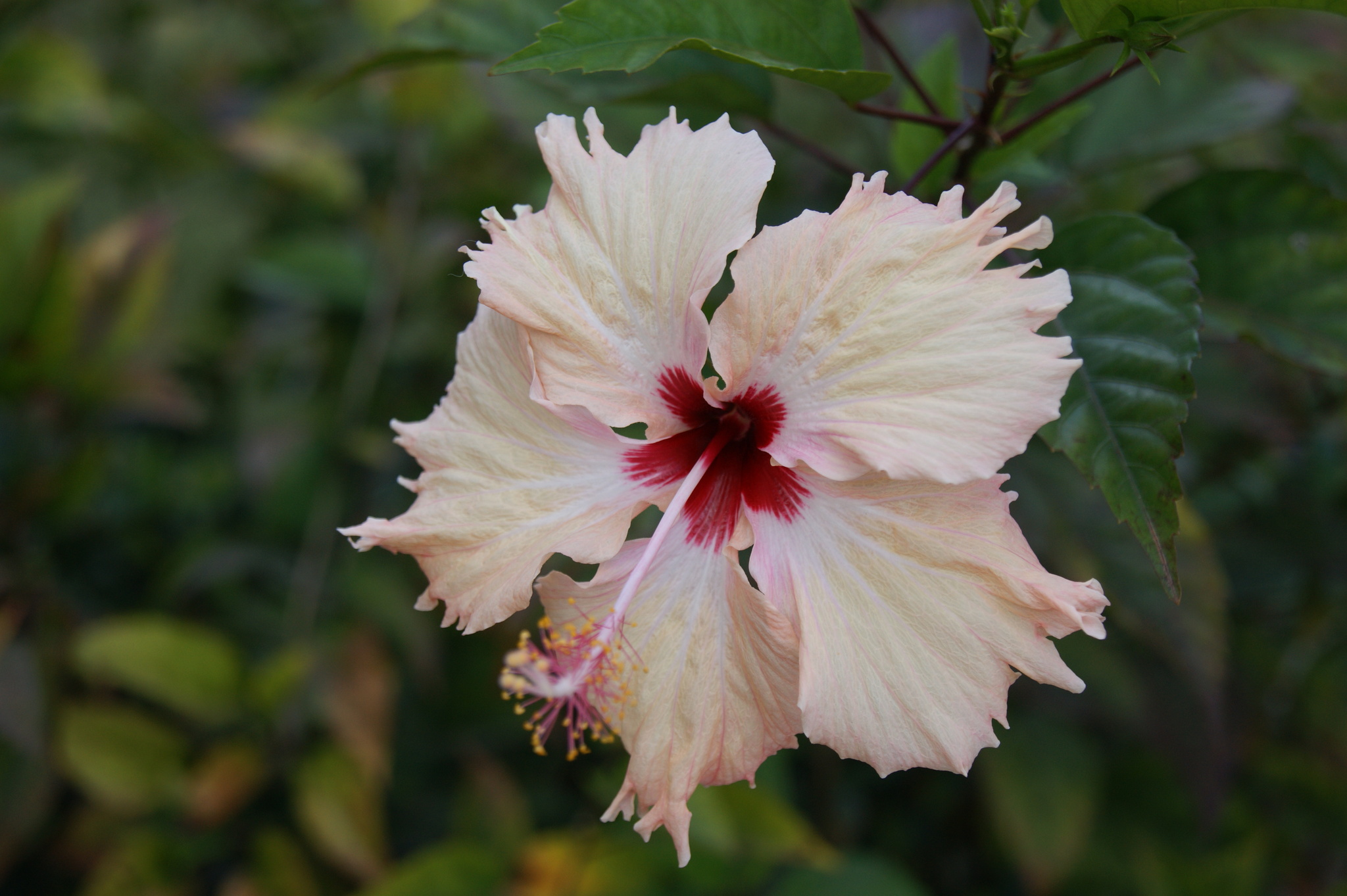 Hibiscus rosa-sinensis