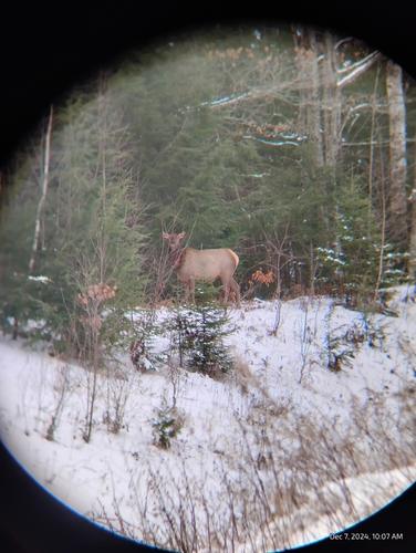 Elk photographed in Wisconsin
