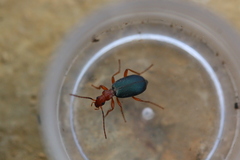 Brachinus crepitans
