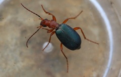 Brachinus crepitans