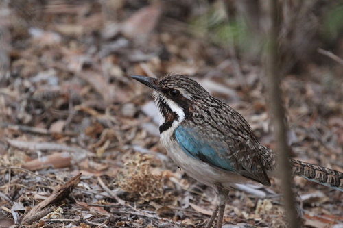 Long-tailed Ground Roller (Uratelornis chimaera), photo 10