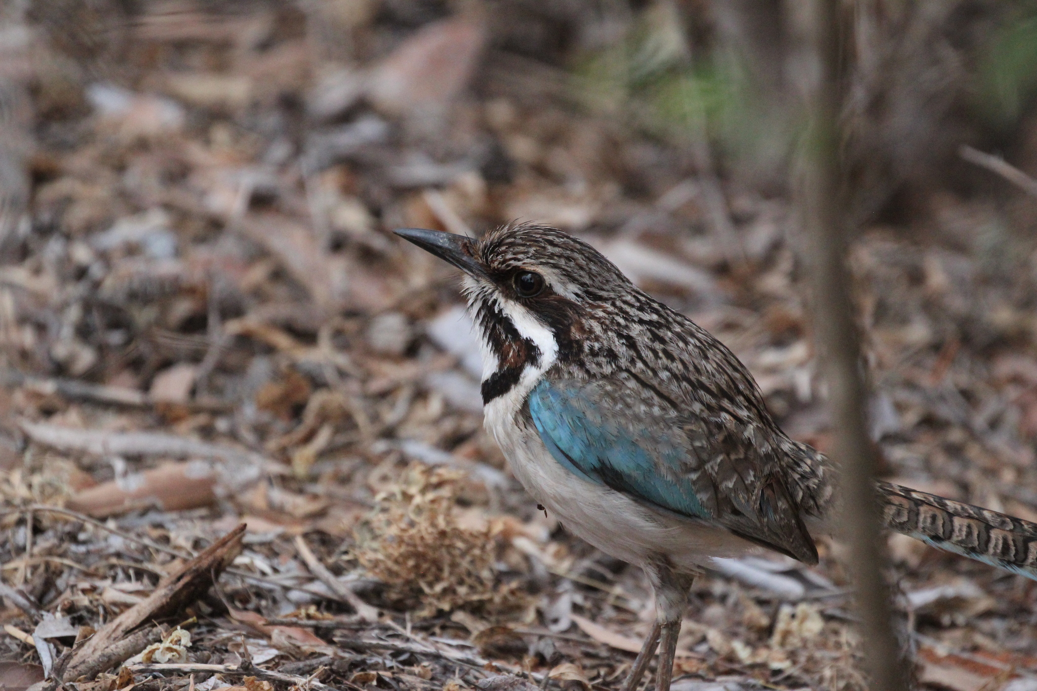 Long-tailed Ground Roller (Uratelornis chimaera), photo 8